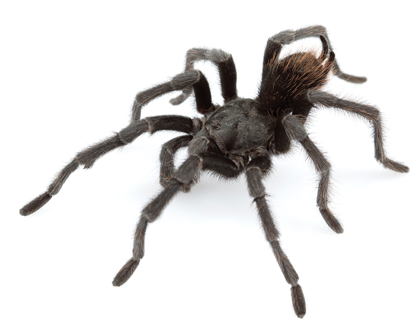 Paukščių voras „Aphonopelma johnnycashi“ (lotyniškas) iš „Aphonopelma“ genties