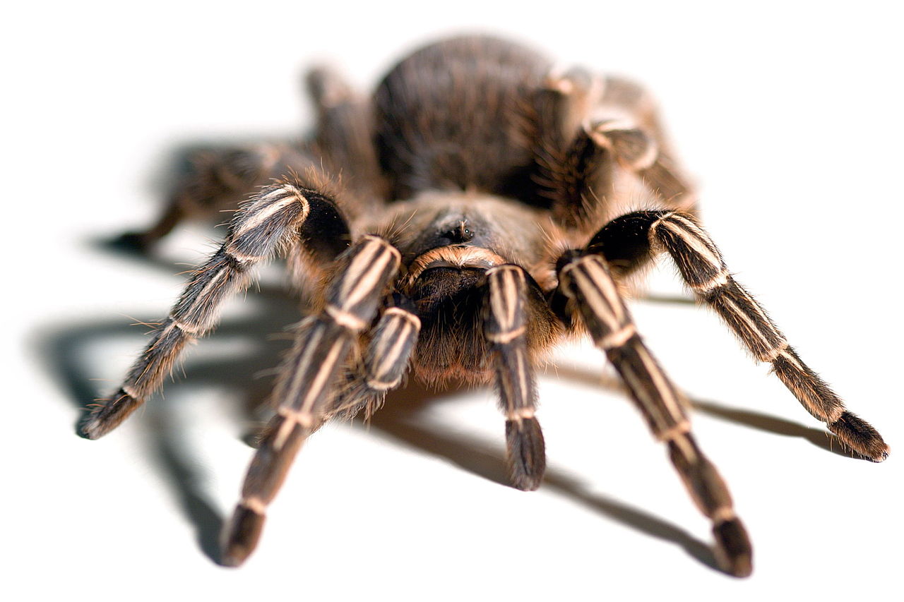 Pavoukovník Aphonopelma seemanni (latinsky), pohled zepředu