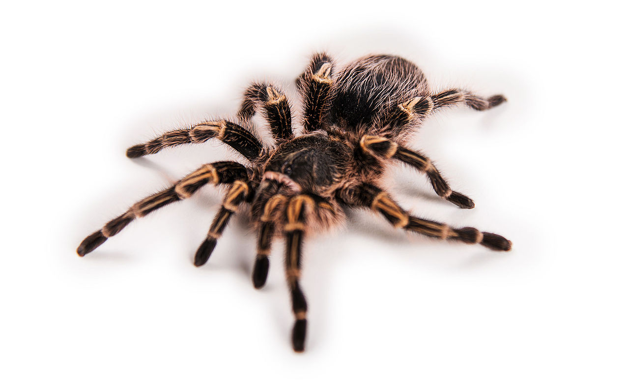 Izinyoni ze-spider izinhlobo ze-Grammostola aureostriata