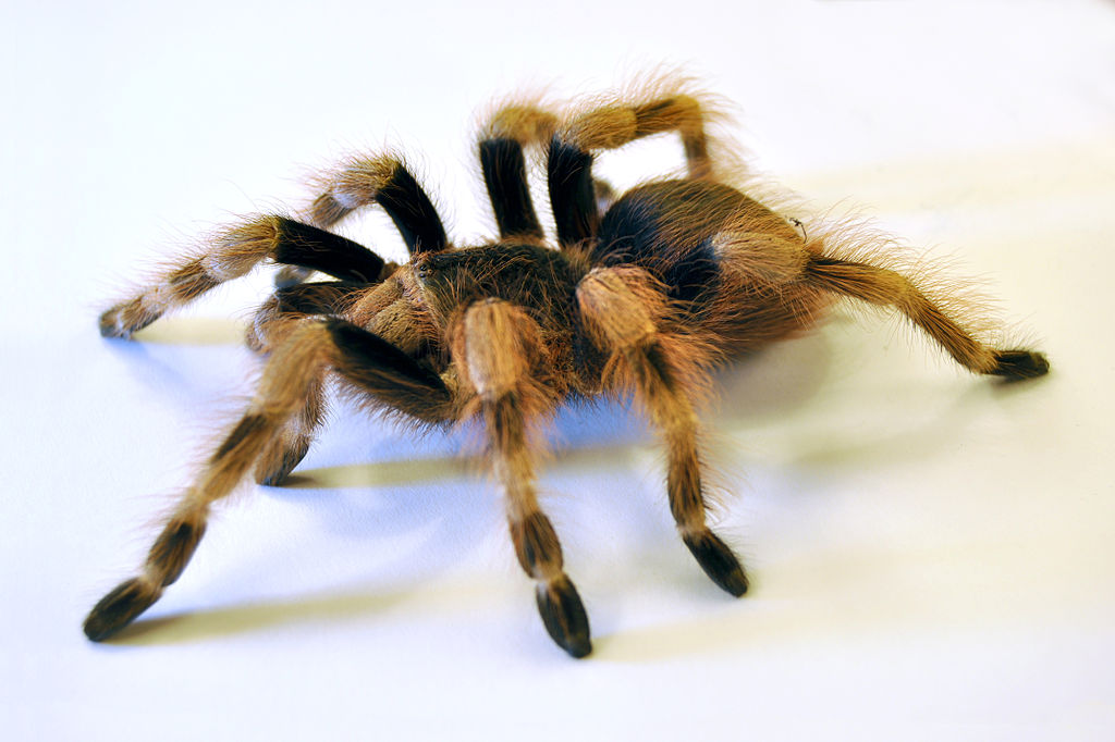 Самка павука-птахоїда виду Nhandu coloratovillosus