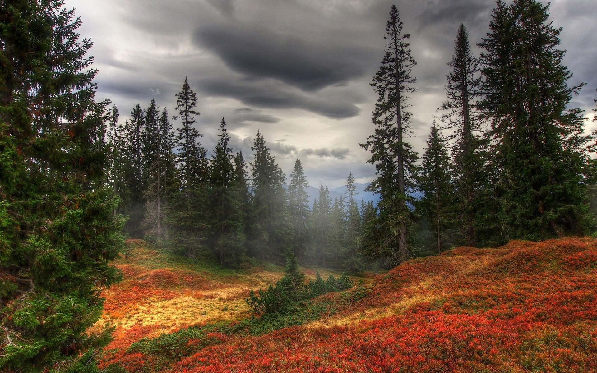 Herbstnatur: Wald