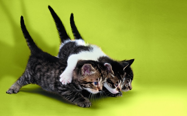 მხიარული ფოტოები კნუტები