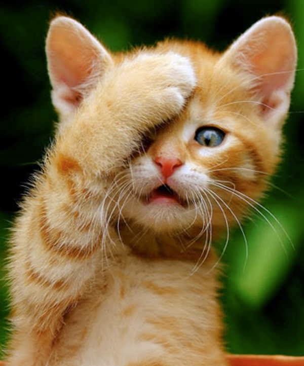 عکس خنده دار از بچه گربه ها