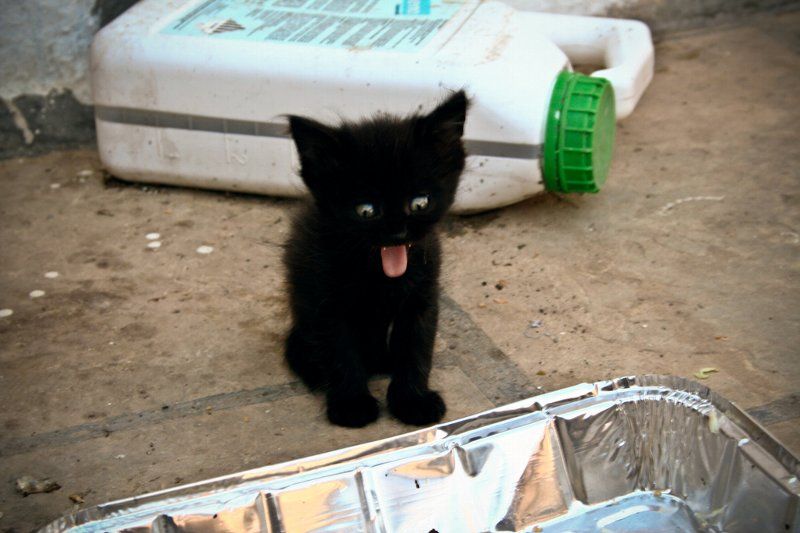 Funny foto's van kittens