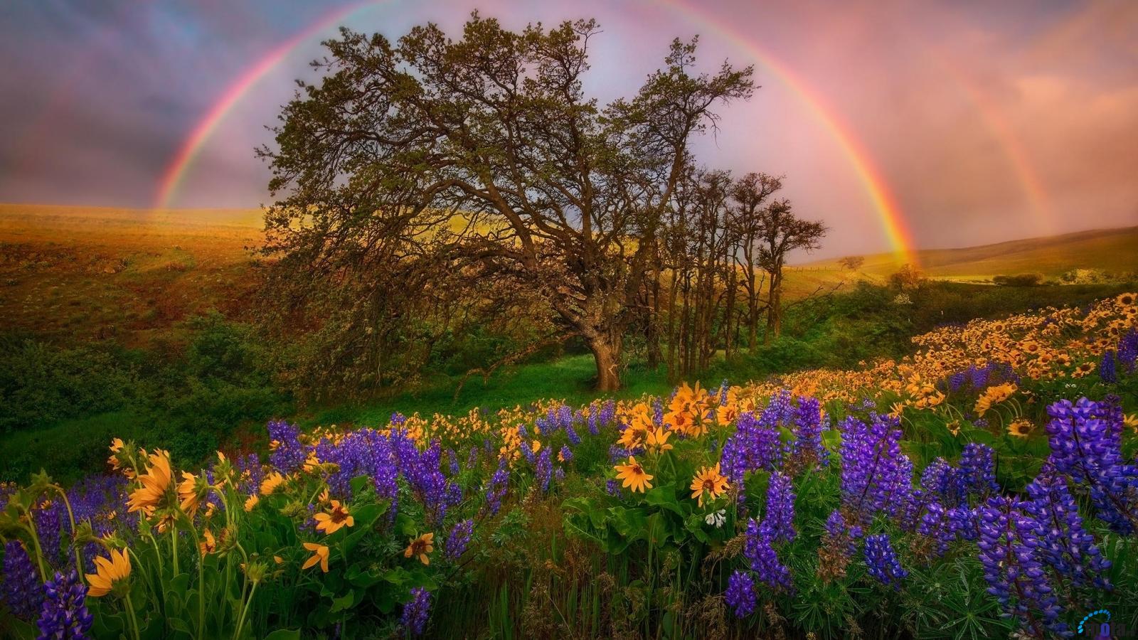 Rainbow art foto