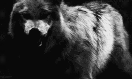 Evil wolves