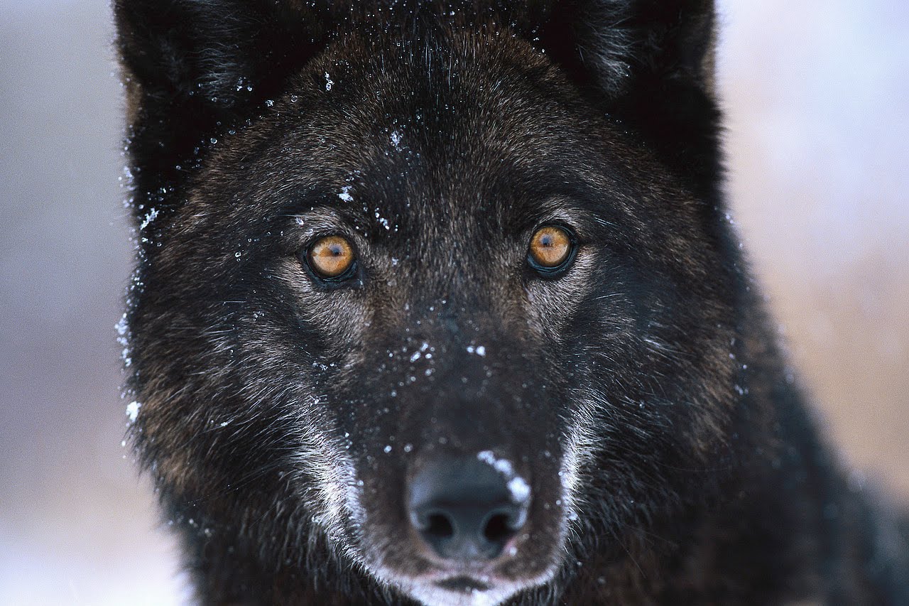Црн волк изглед