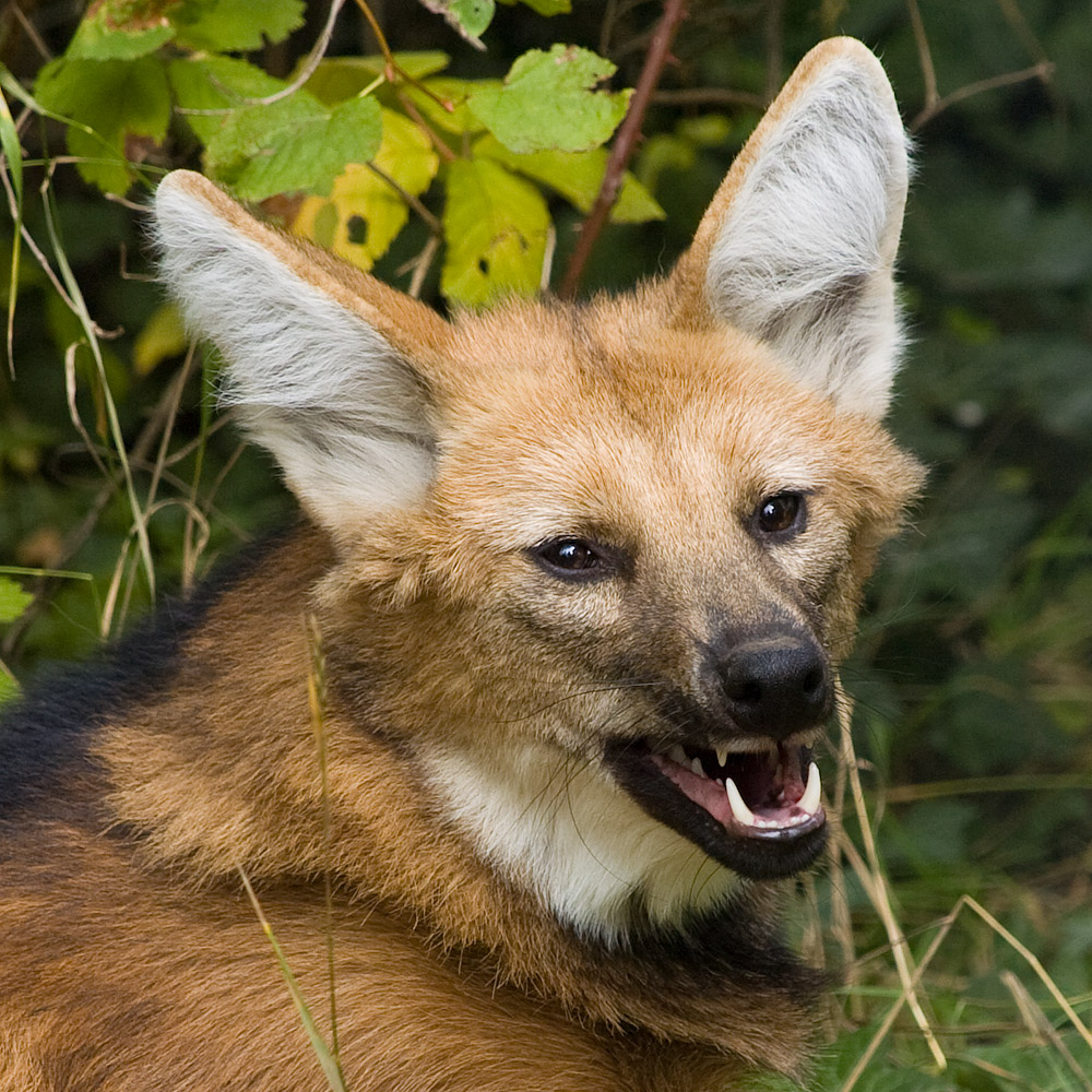 Muzzle of the Maned Wolf