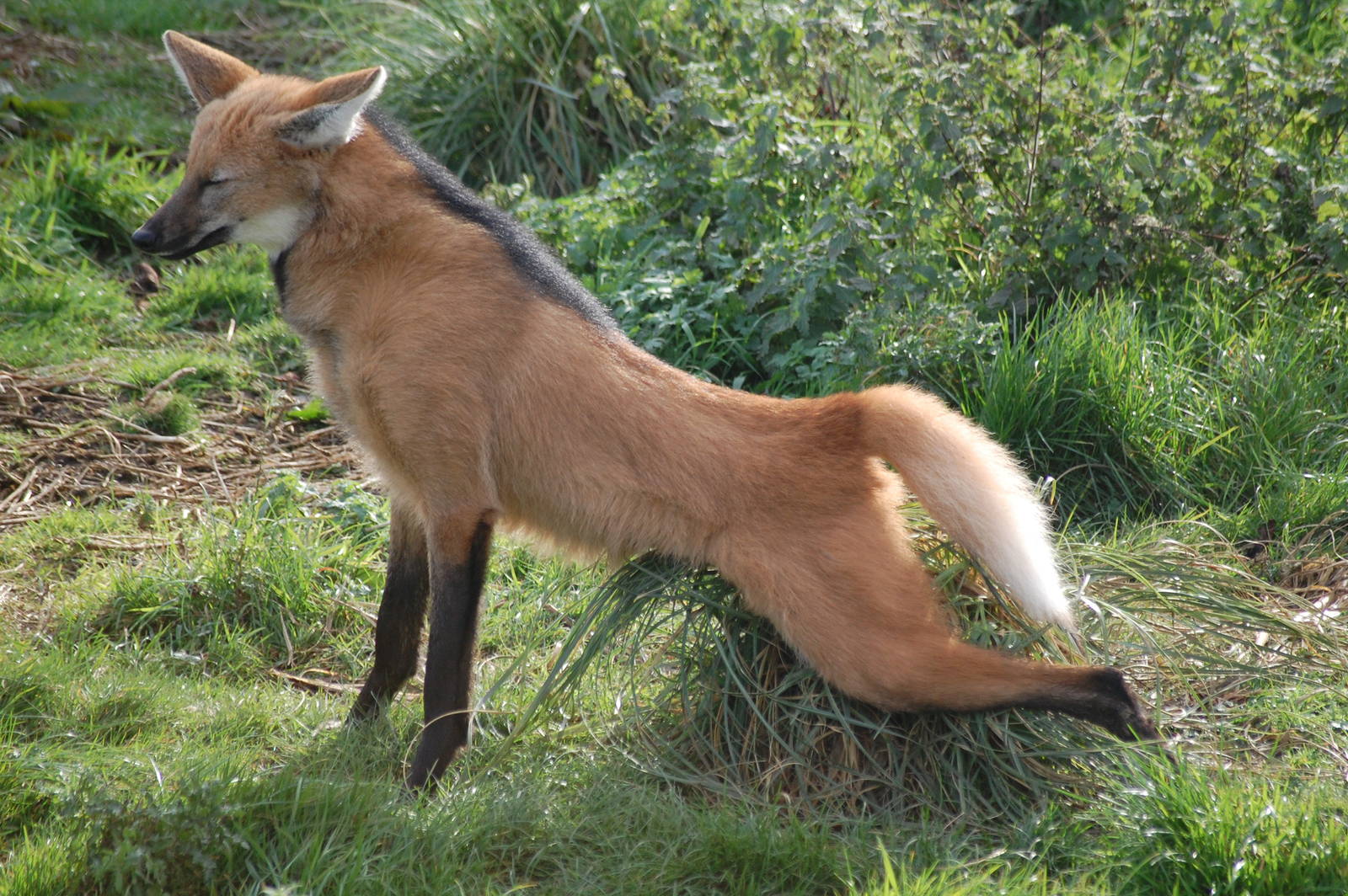 Maned wolf pulls up
