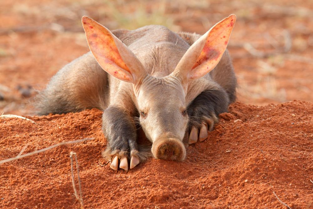 Kloue aardvark