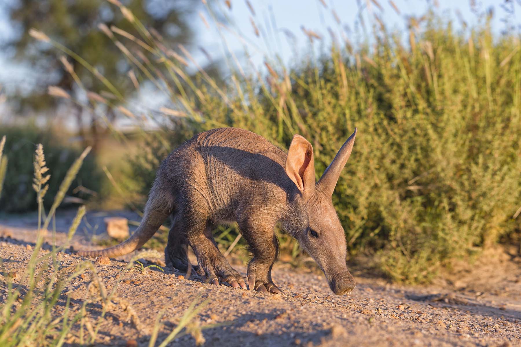 Young aardvark