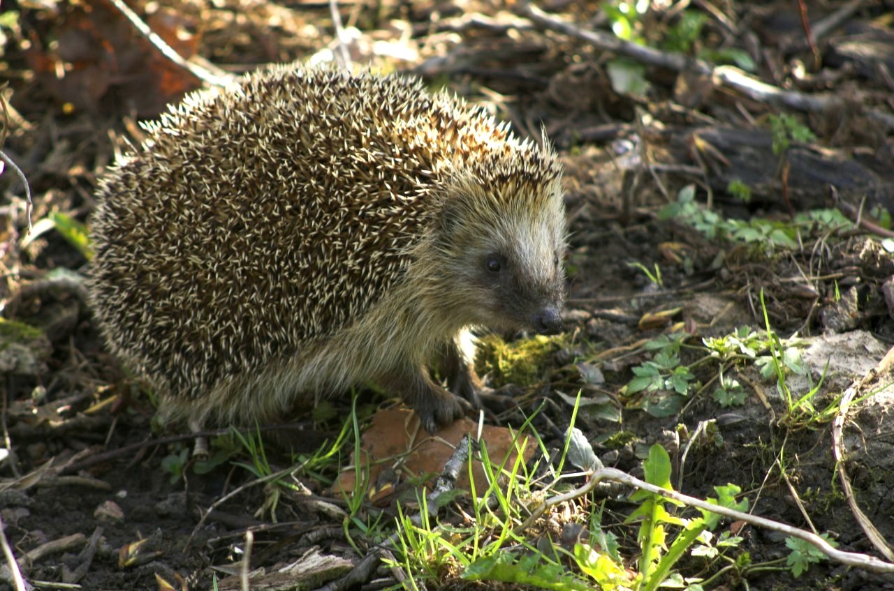 I-hedgehog yesithombe