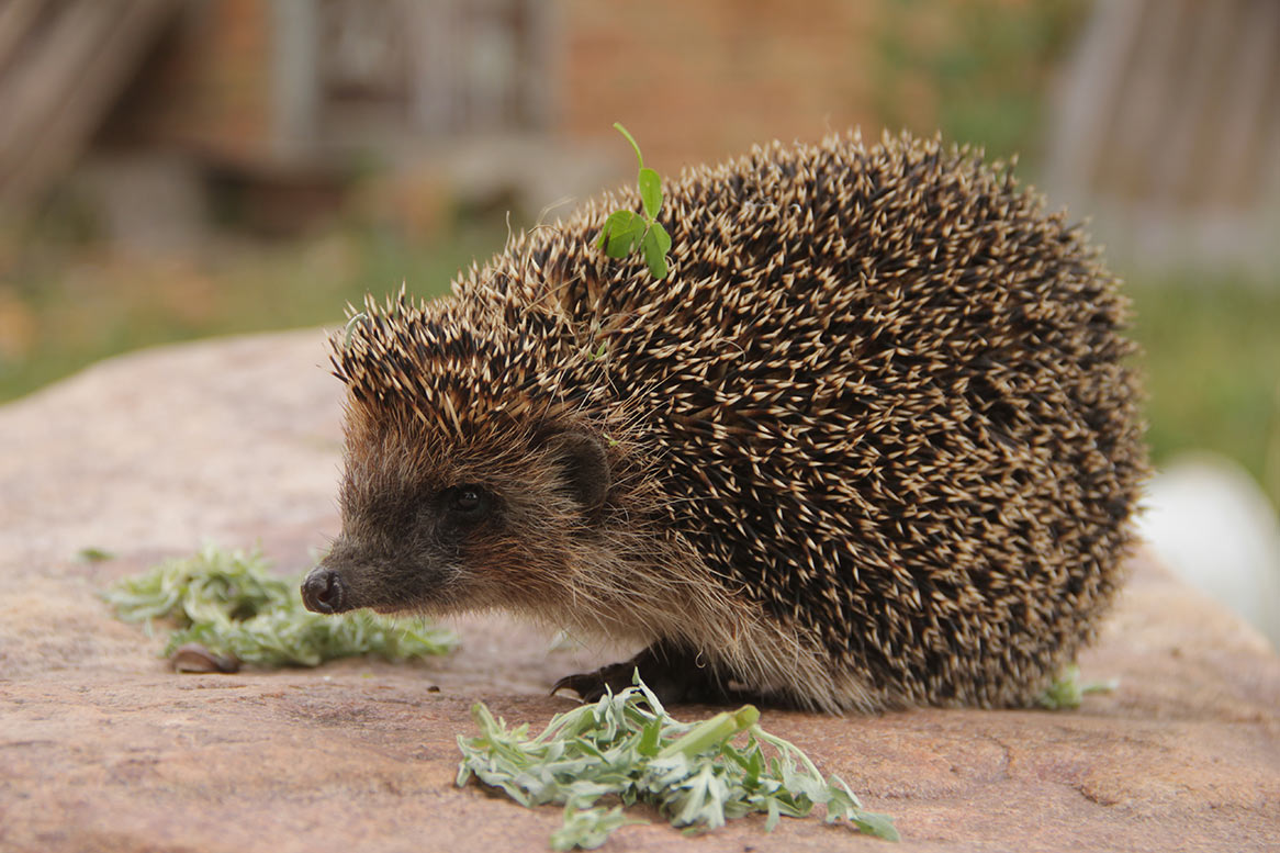 Hedgehog di atas batu