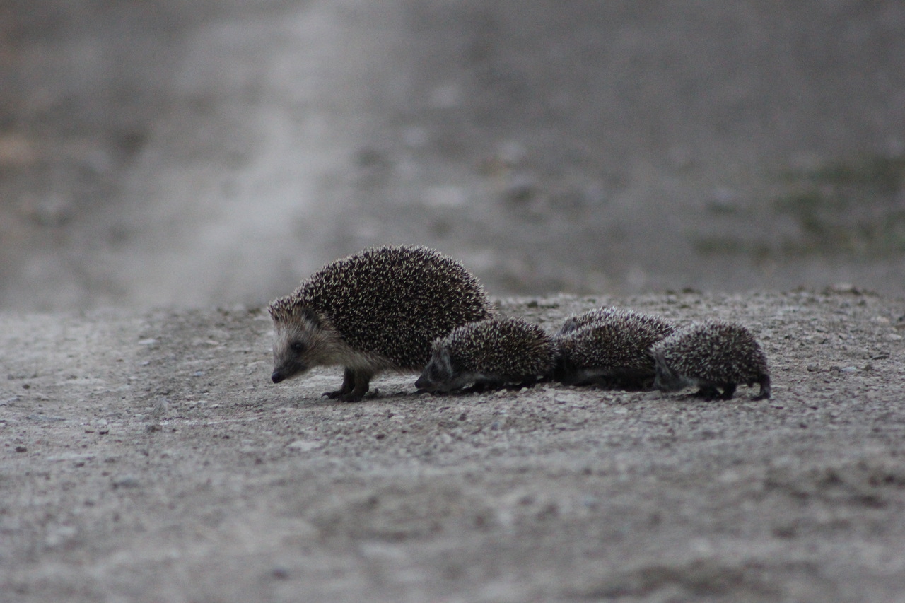 Foto ježevci obitelji