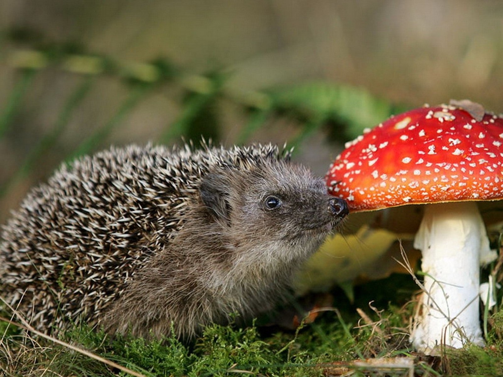 Erugge and fly agaric