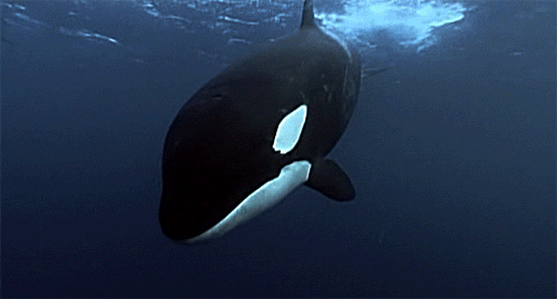 GIF picture: killer whale sa ilalim ng tubig