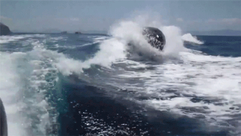 GIF picture: killer whales are swimming behind the boat