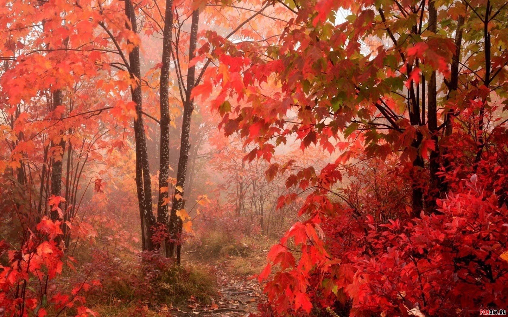 Rode herfst in het bos