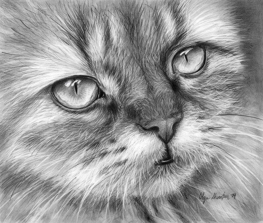 Dibujo en blanco y negro de un gato