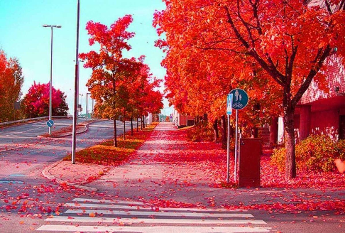 Red Autumn in Stockholm, Sweden