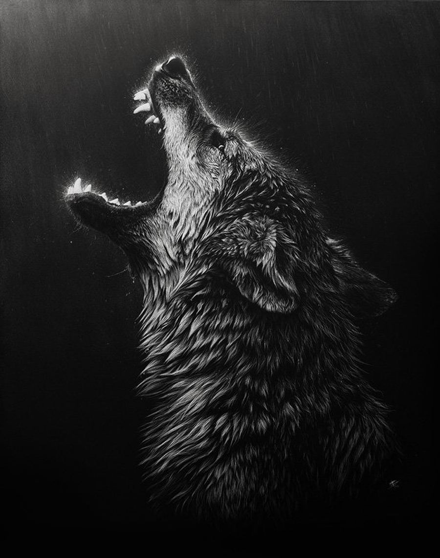Bilder av ulven på avu