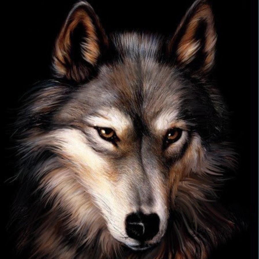 Piktura e ujku në avu