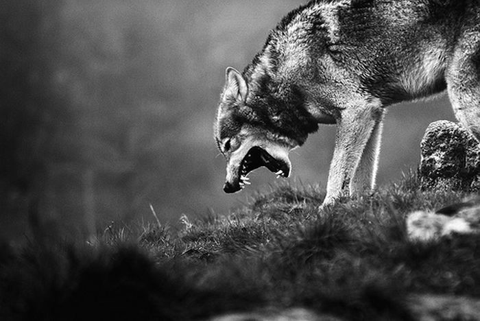 Imatges del llop a Avu