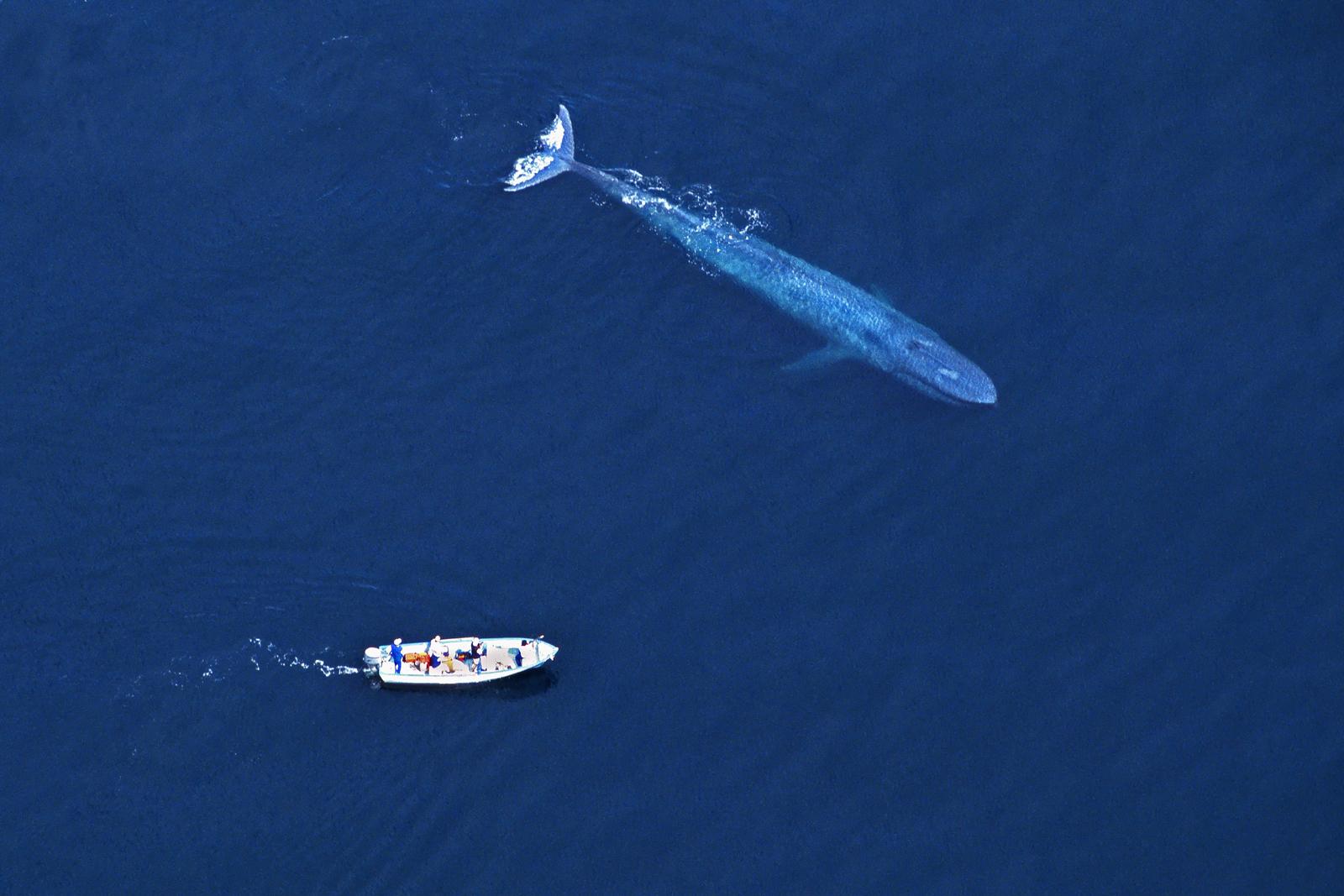 วาฬสีน้ำเงิน