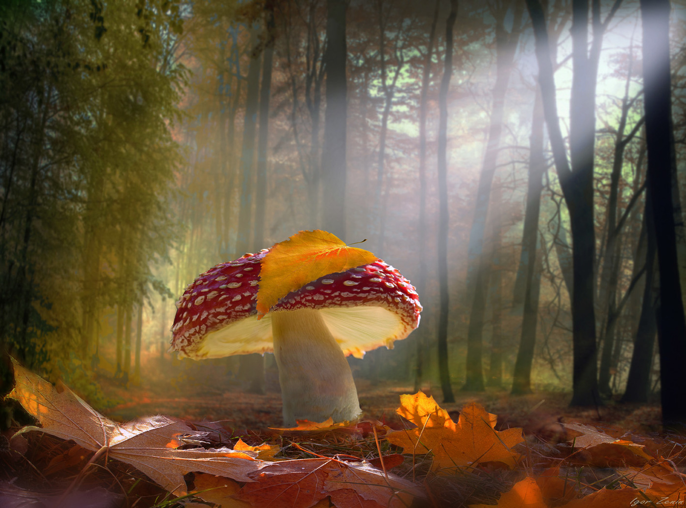 Fotografija za Mushroom: Amanita in the Forest