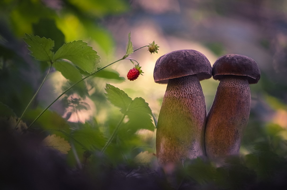 Setšoantšo sa Bo-mushroom: Barab'abo rōna ba babeli