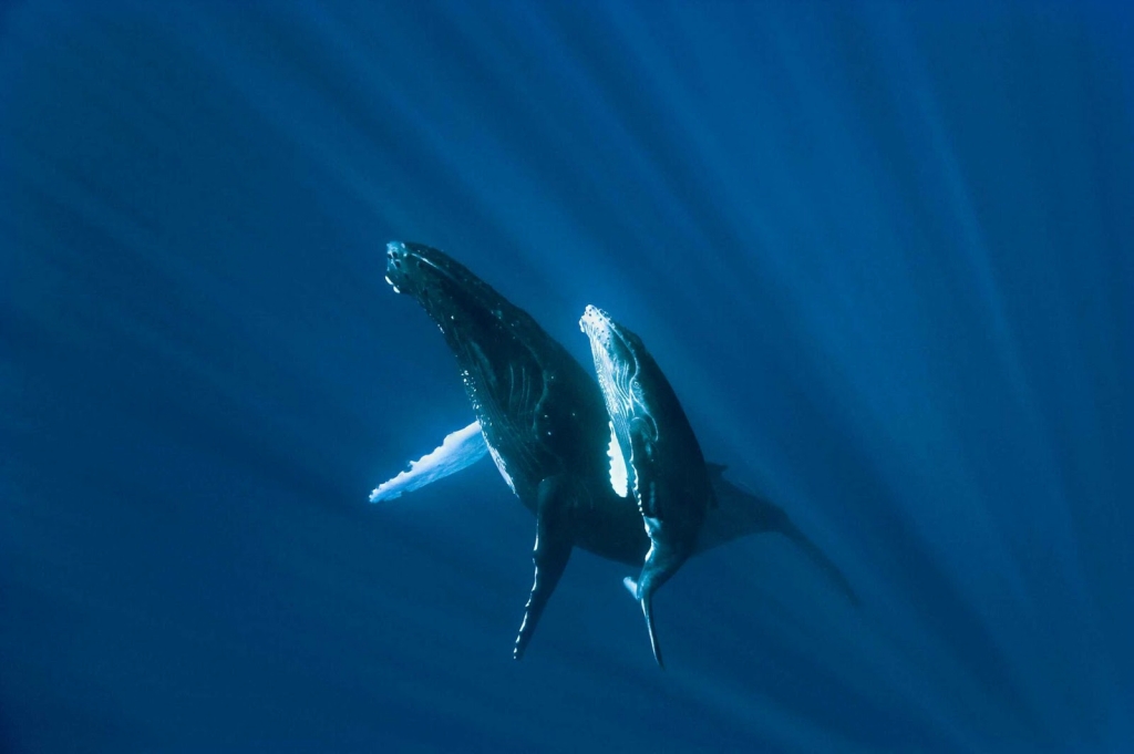 Walvis met welpie