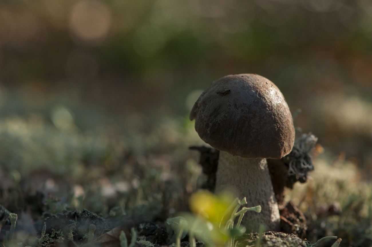 Foto do cogumelo