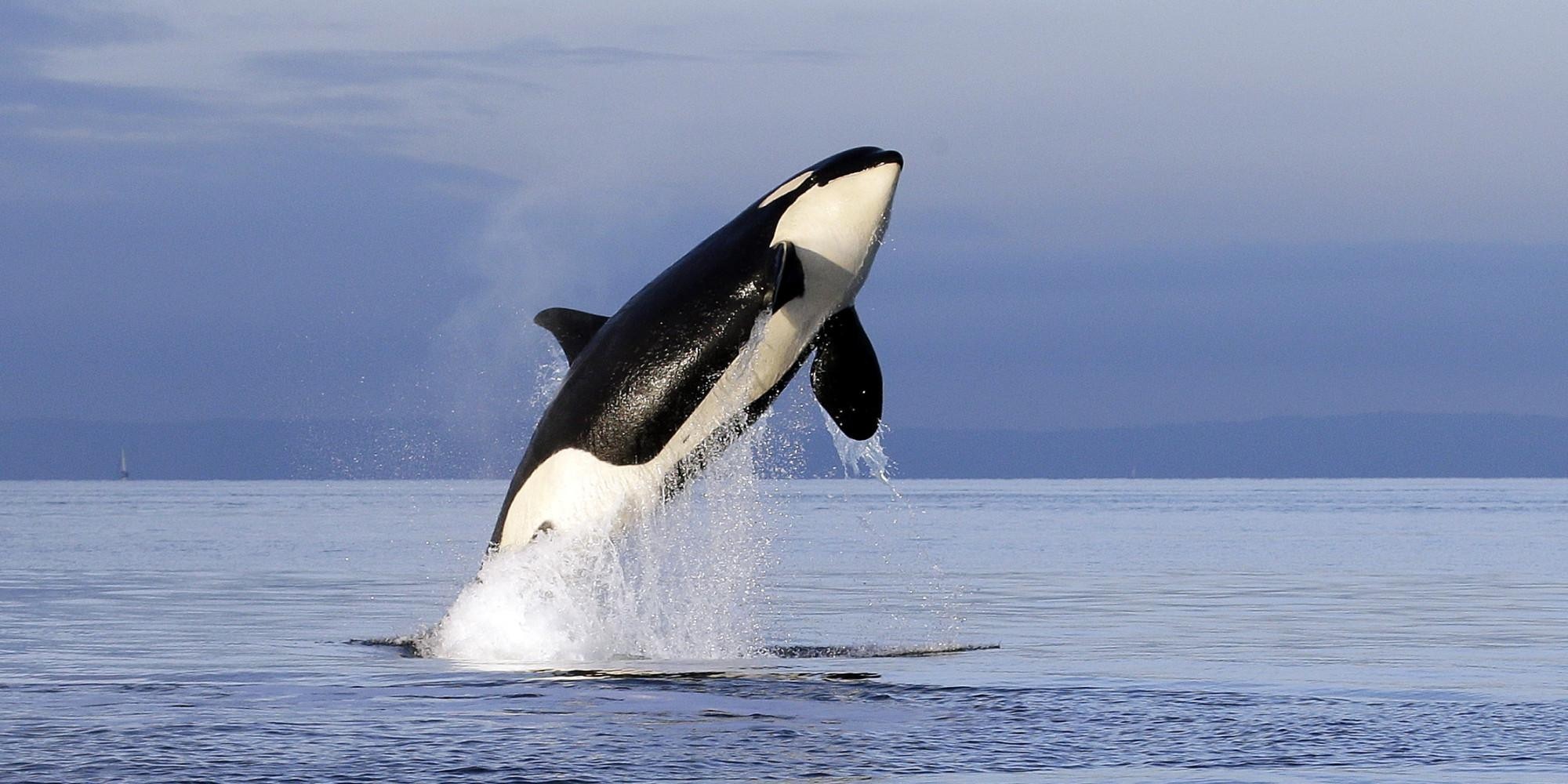 Zdjęcie wieloryby zabójcze