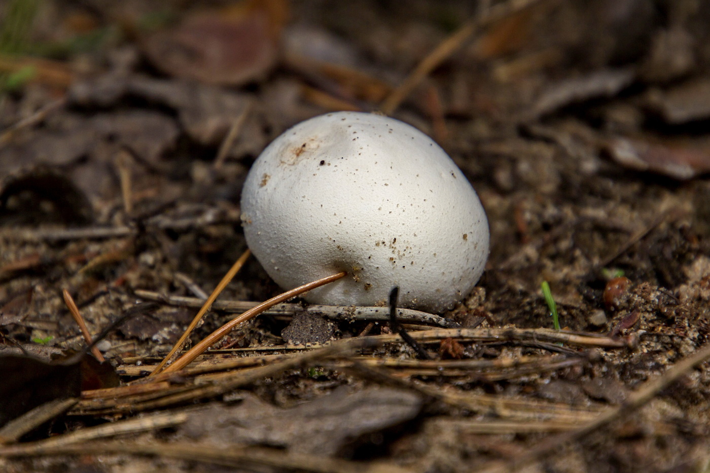 Photo of a raincoat mushroom
