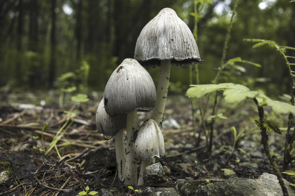 Photo mushrooms: toadstools