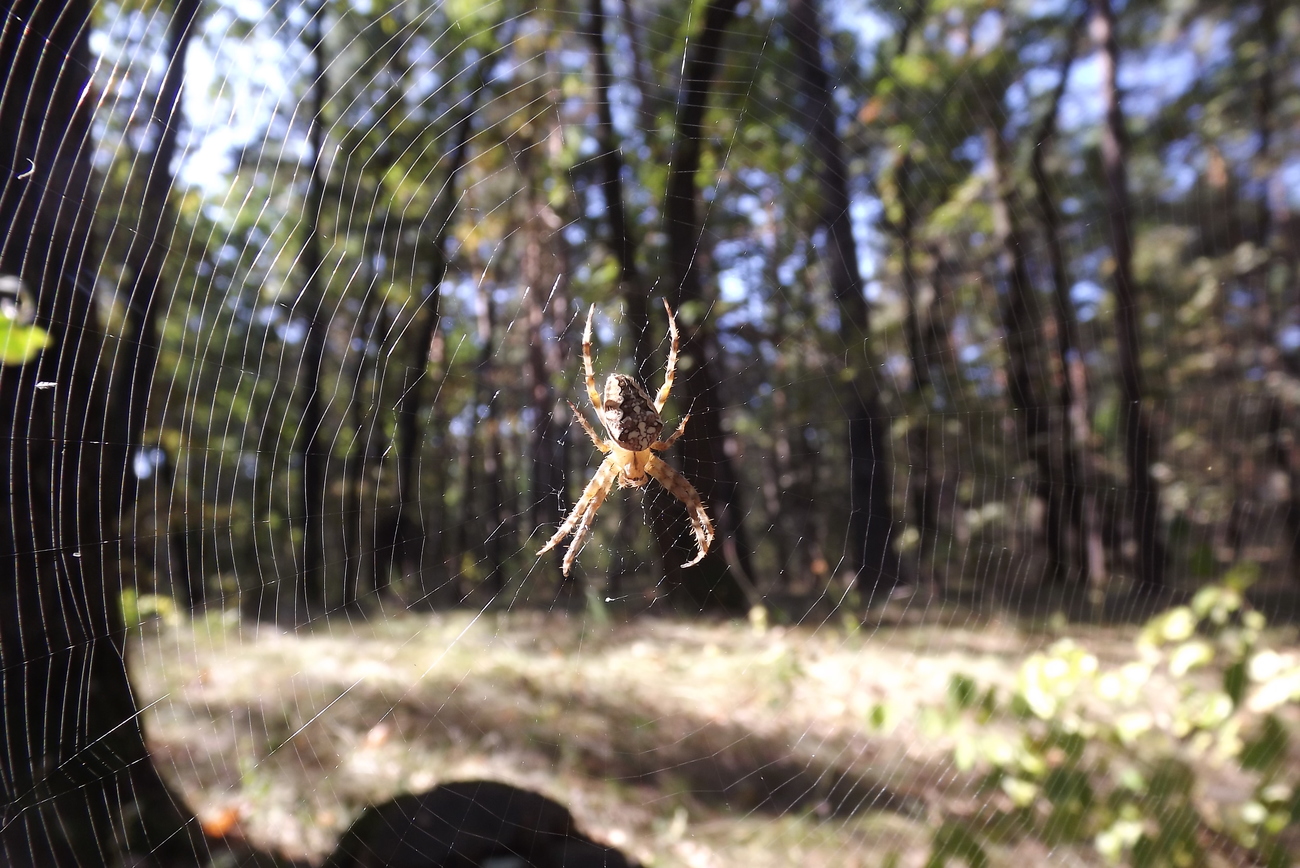 ウェブの写真秋の森のクモの巣