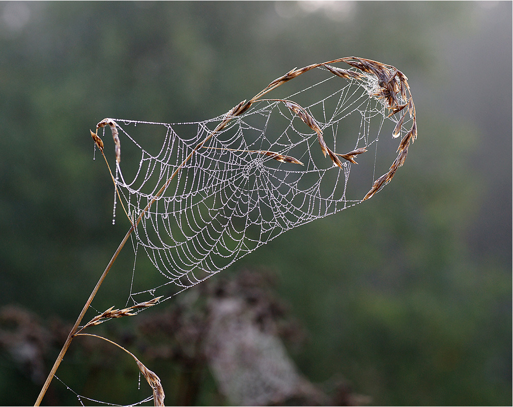 Foto's van het web. Spinneweb in de ochtenddauw. Regio Moskou, Rame...