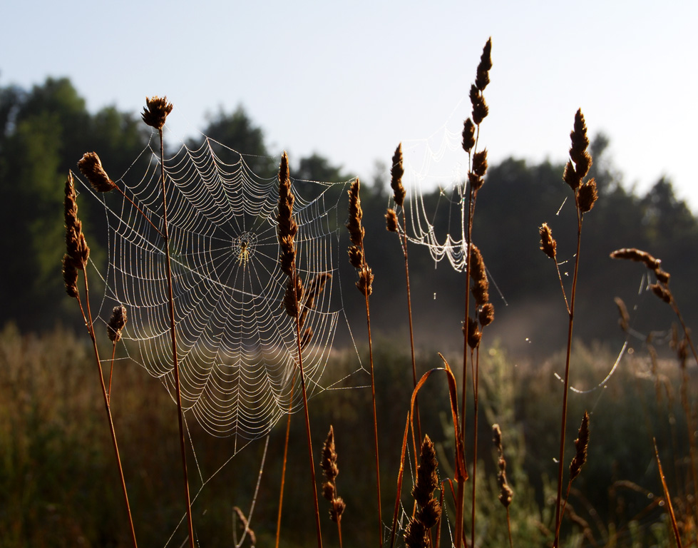 Foto's van spinnenwebben in het veld