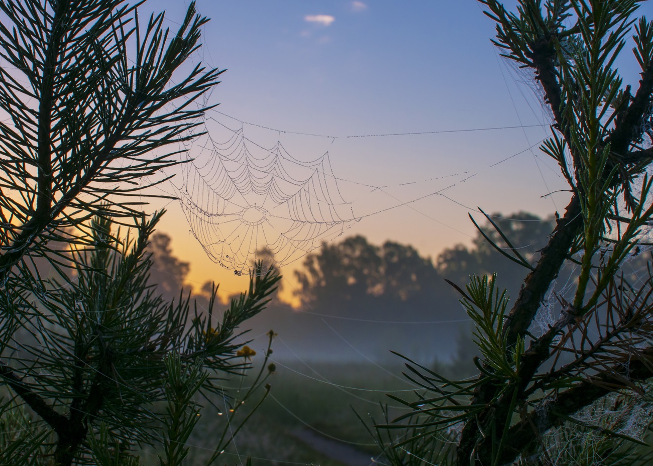 Foto iš voratinklių, rasių, ant eglės šakų, priešais dangų ir miglotus laukus
