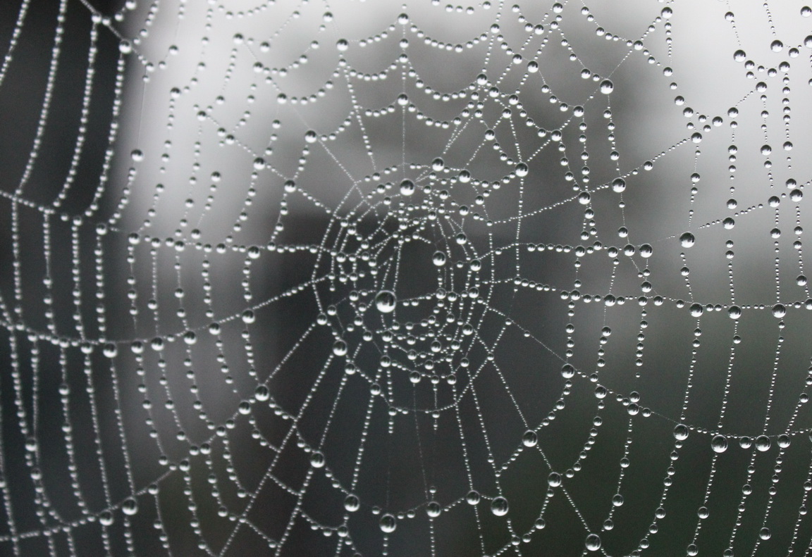 Photos of the web. Dew drops on the web
