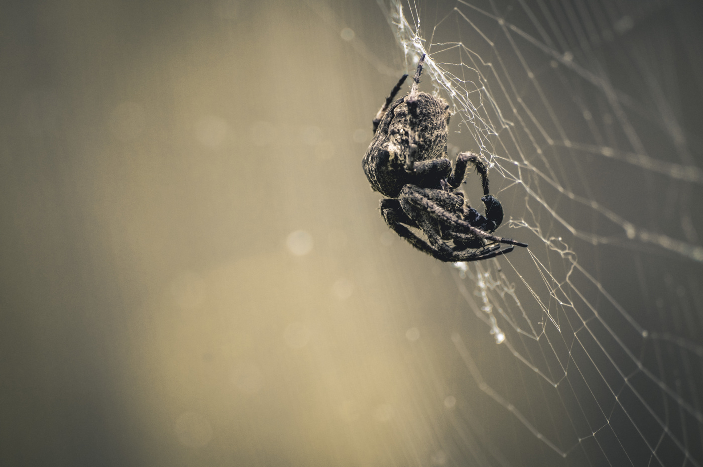 Larawan: spider cross sa web