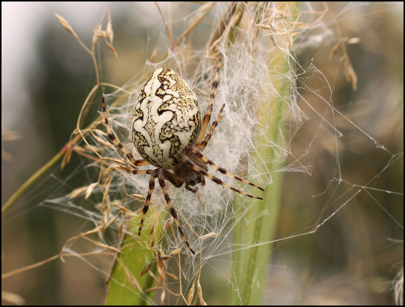 Fotoğraf: örümcek ağı üzerinde. Akulepeira, meşe örümceği