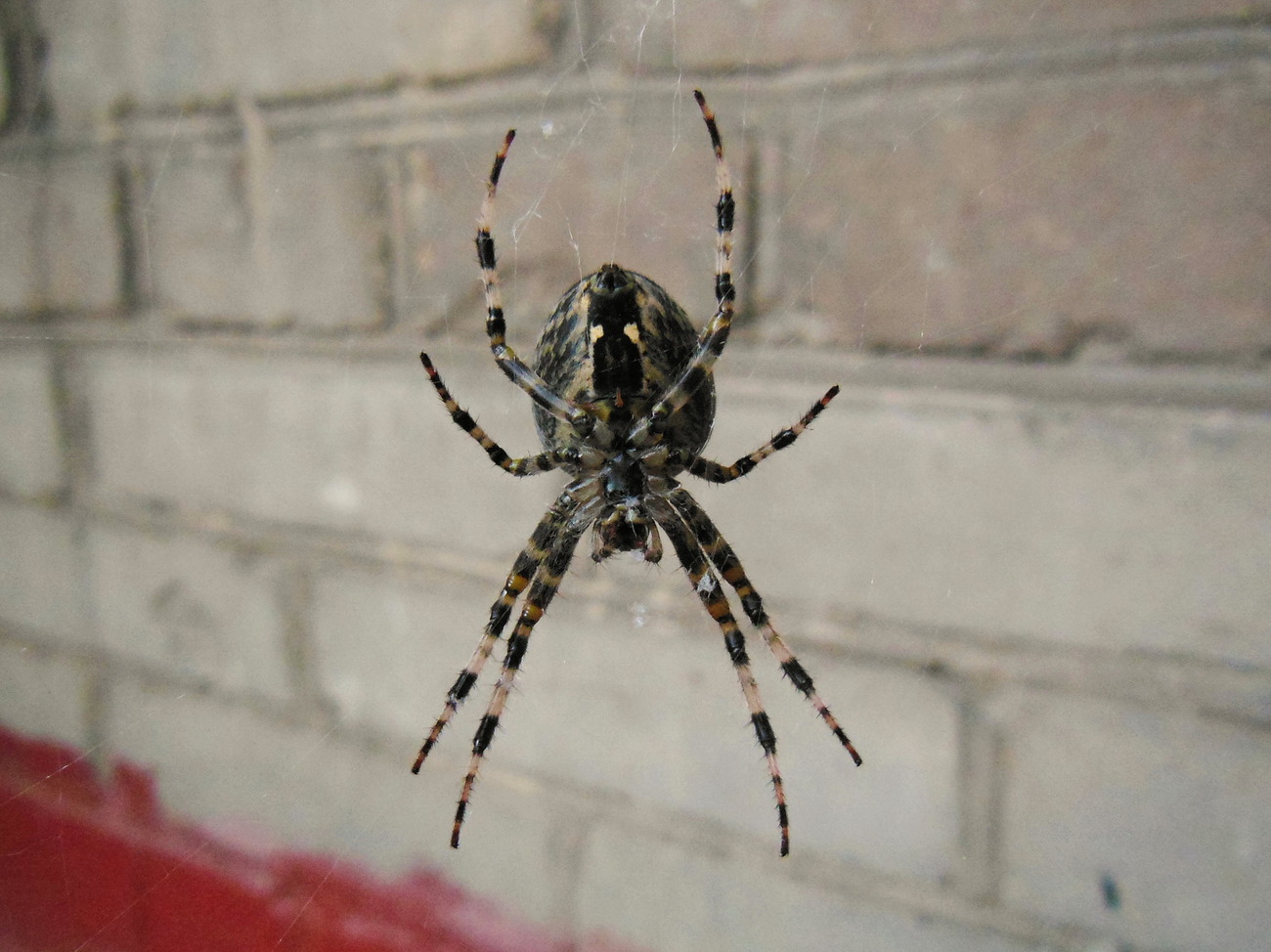Zdjęcie: pająk w sieci