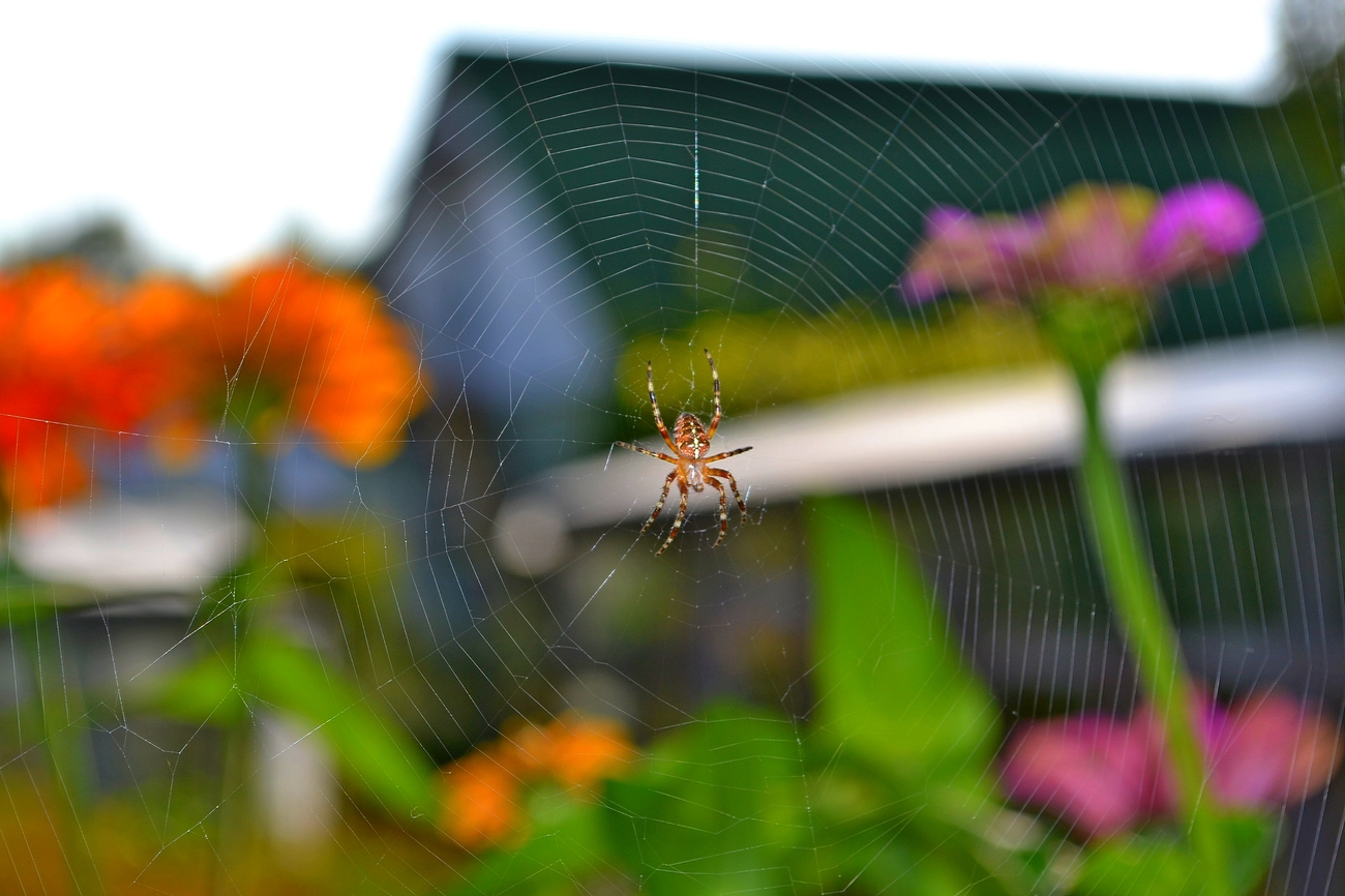 Foto: araña en la web.