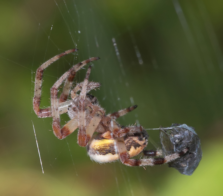Photo: spider entangles fly web