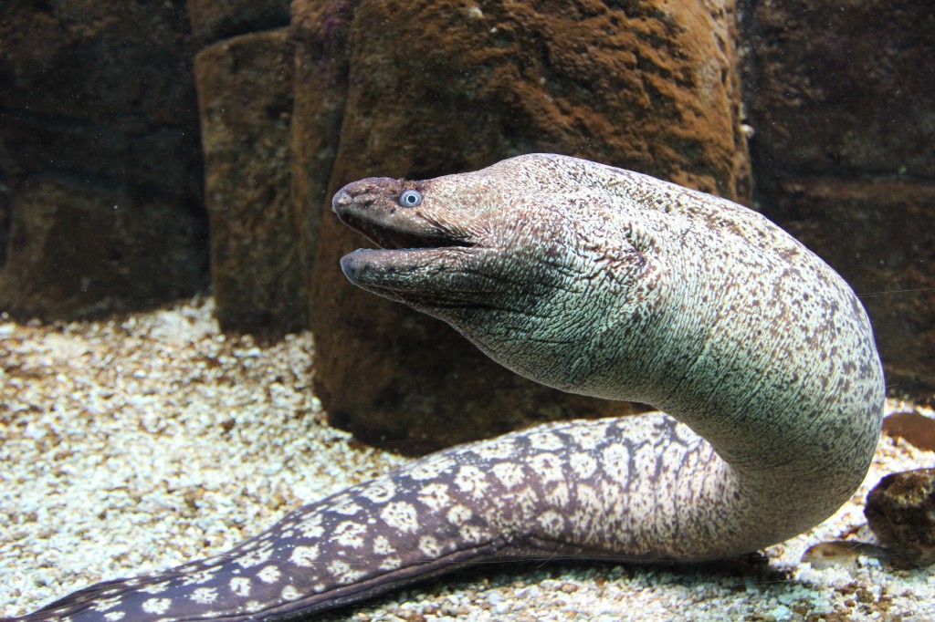 Moray yılan balığı