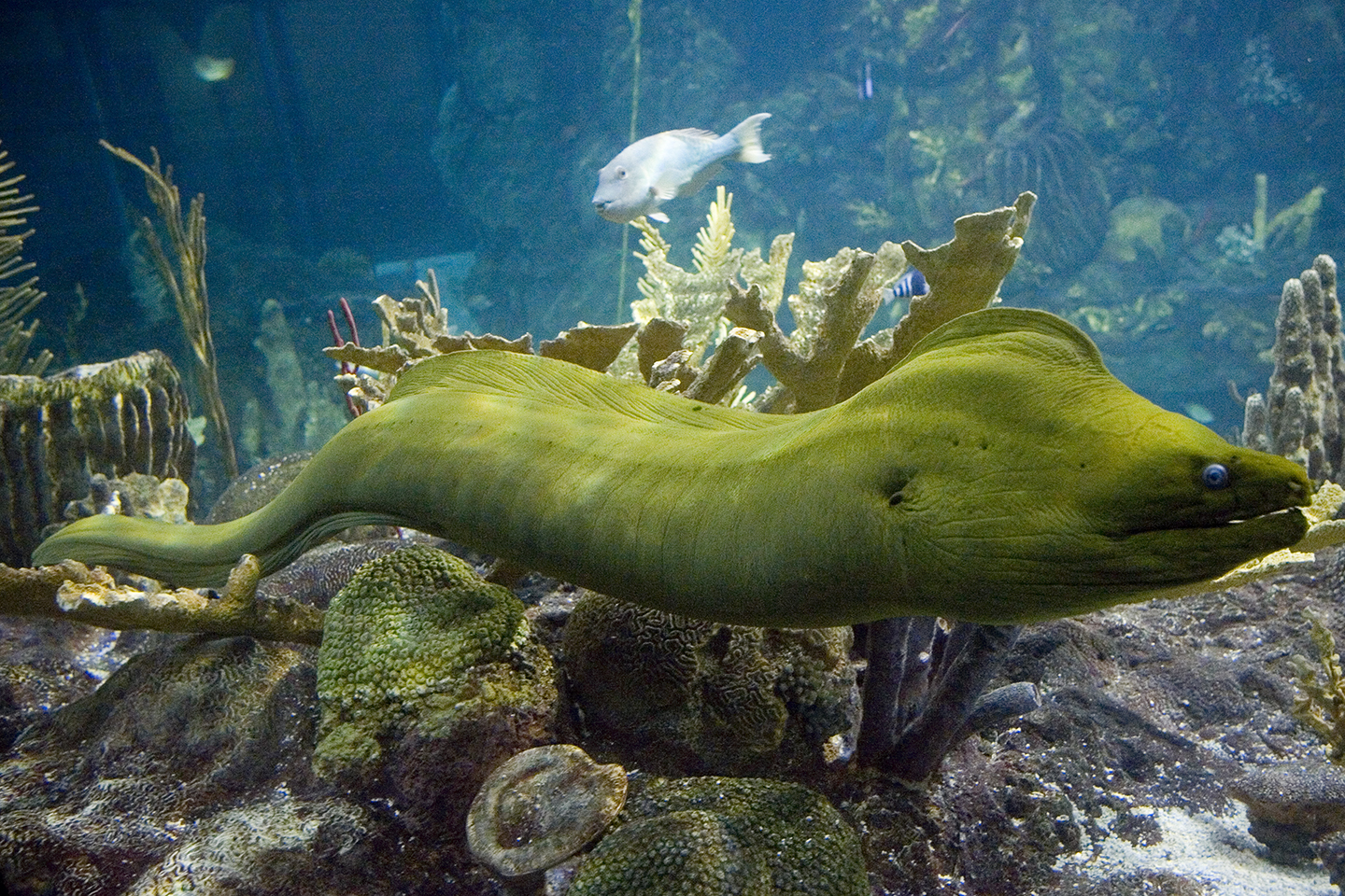 Groen moray paling