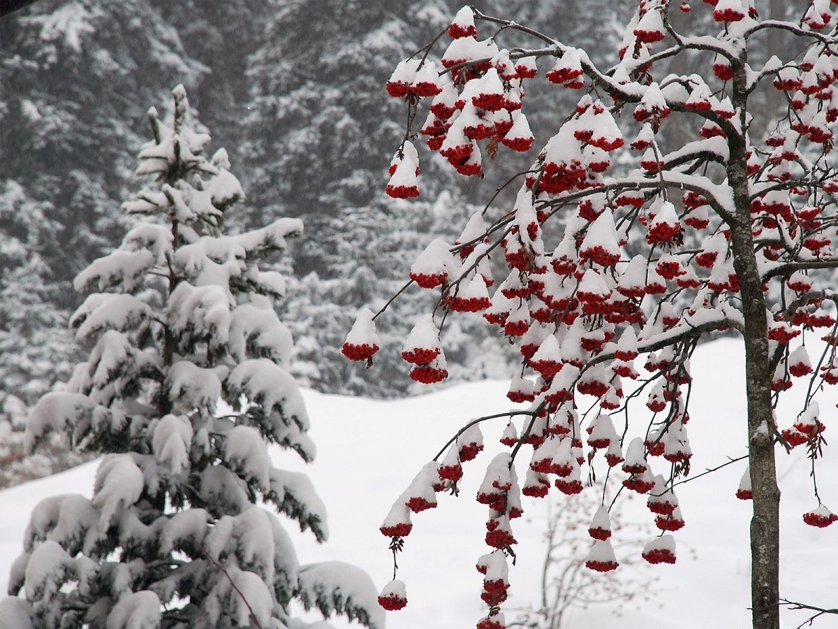 Foto Natyra në dimër