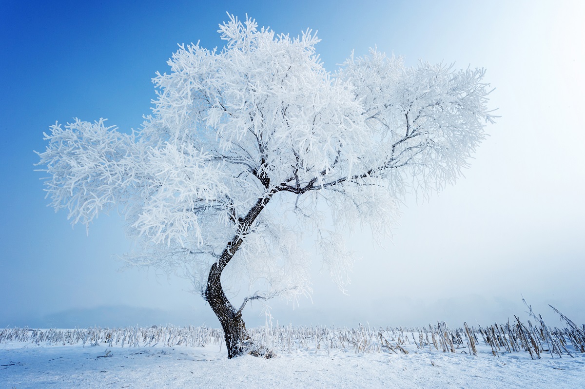 Nature photo in winter: a tree in the snow