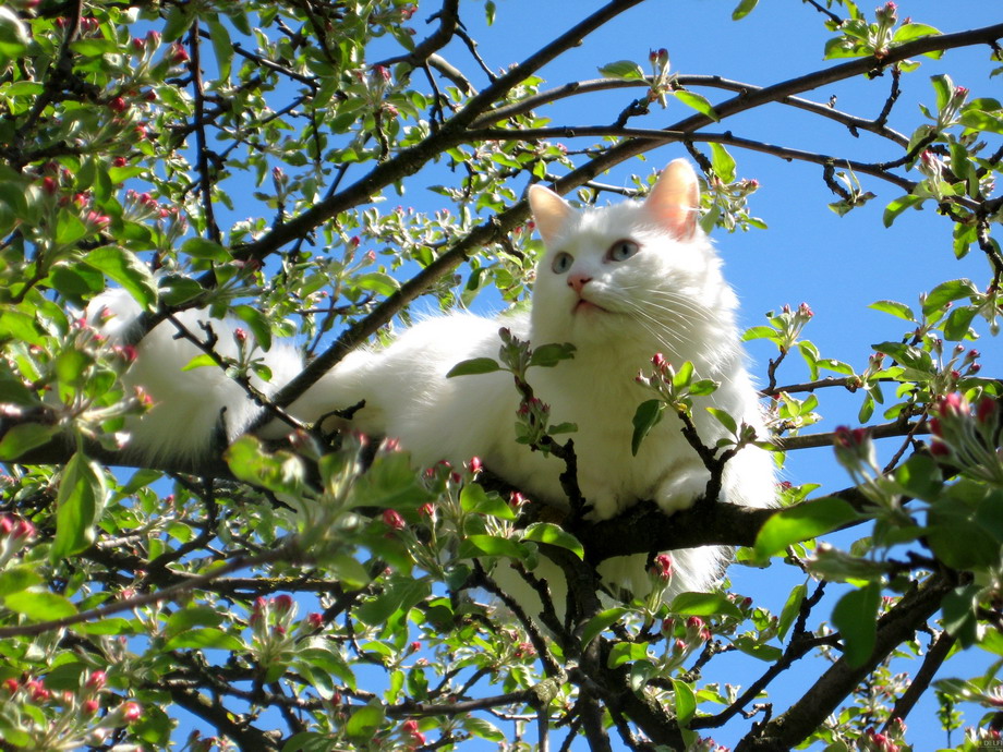 Foto e një mace në pranverë në një pemë